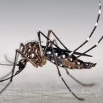 aedes