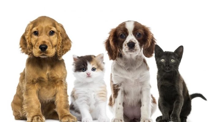 gatos y perros